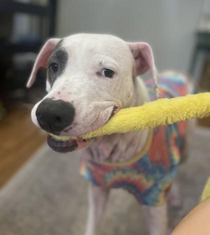 Misty, a Adoptable mixed breed in Seattle, WA image 3/3