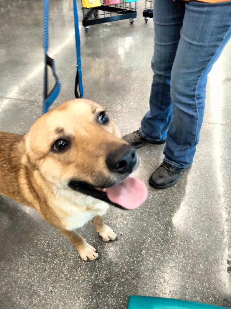 Enlarge Bubba, a Adoptable mixed breed in Philadelphia, PA image 2/2