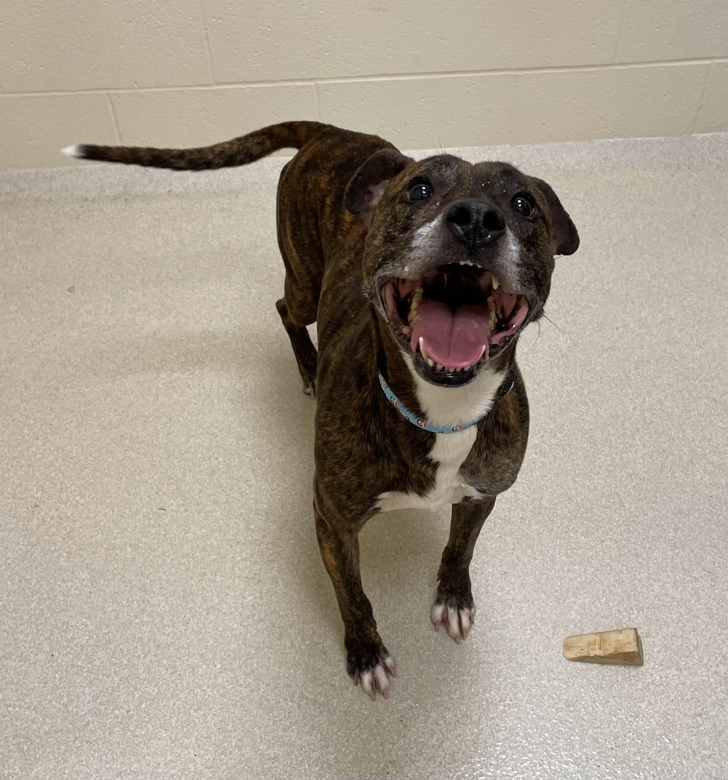 Kayalan, a Adoptable mixed breed in Ashland, OH image 1/2