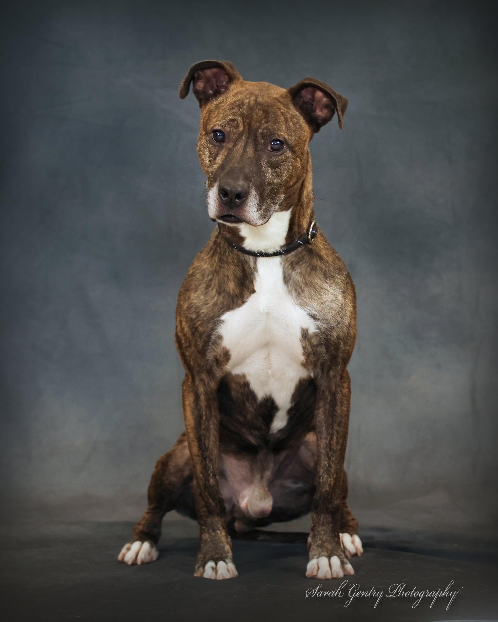 Kayalan, Adoptable, Senior Male Mixed Breed.