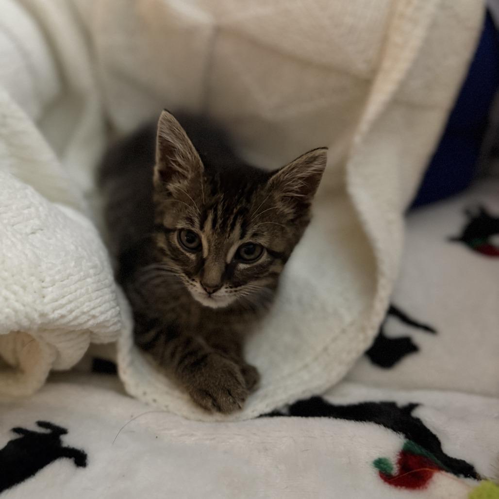 Syrup, a Adoptable Domestic Short Hair in Auburn, AL image 1/6