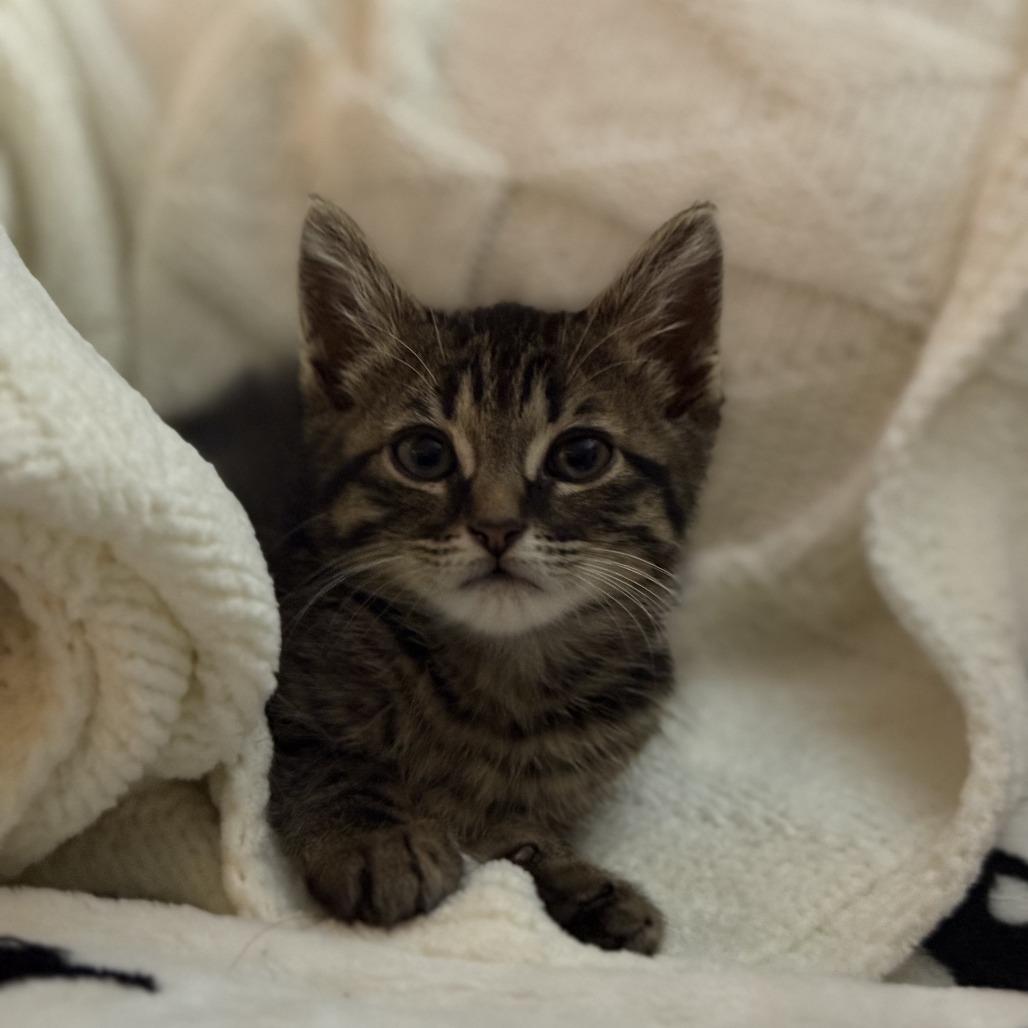 Syrup, a Adoptable Domestic Short Hair in Auburn, AL image 2/6