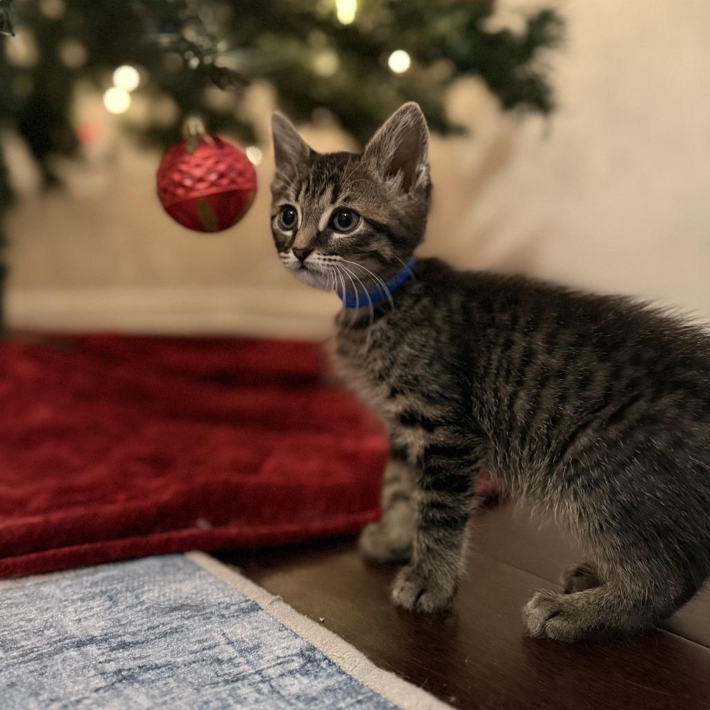 Syrup, a Adoptable Domestic Short Hair in Auburn, AL image 3/6