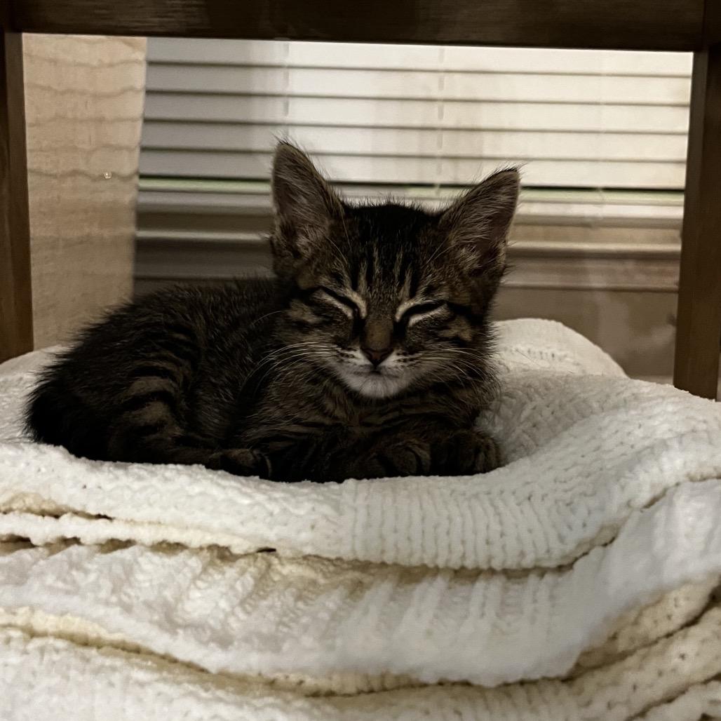 Syrup, a Adoptable Domestic Short Hair in Auburn, AL image 4/6