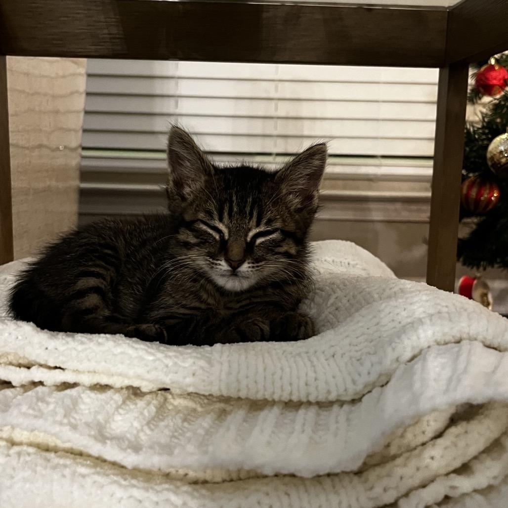 Syrup, a Adoptable Domestic Short Hair in Auburn, AL image 5/6