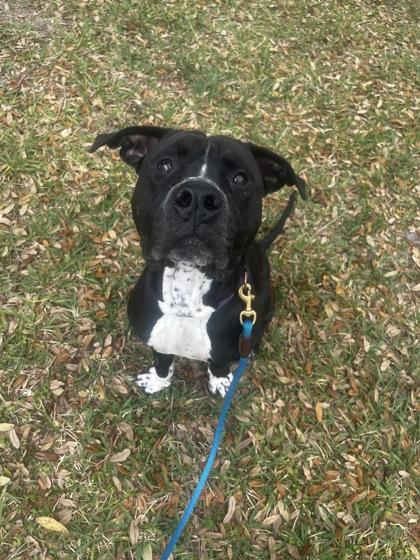 Enlarge Rambo, a Adoptable mixed breed in Vero Beach, FL image 1/1