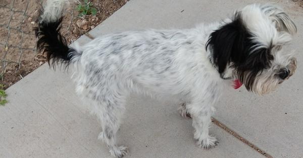 Enlarge Buffy, a Adoptable mixed breed in Fort Lupton, CO image 1/2