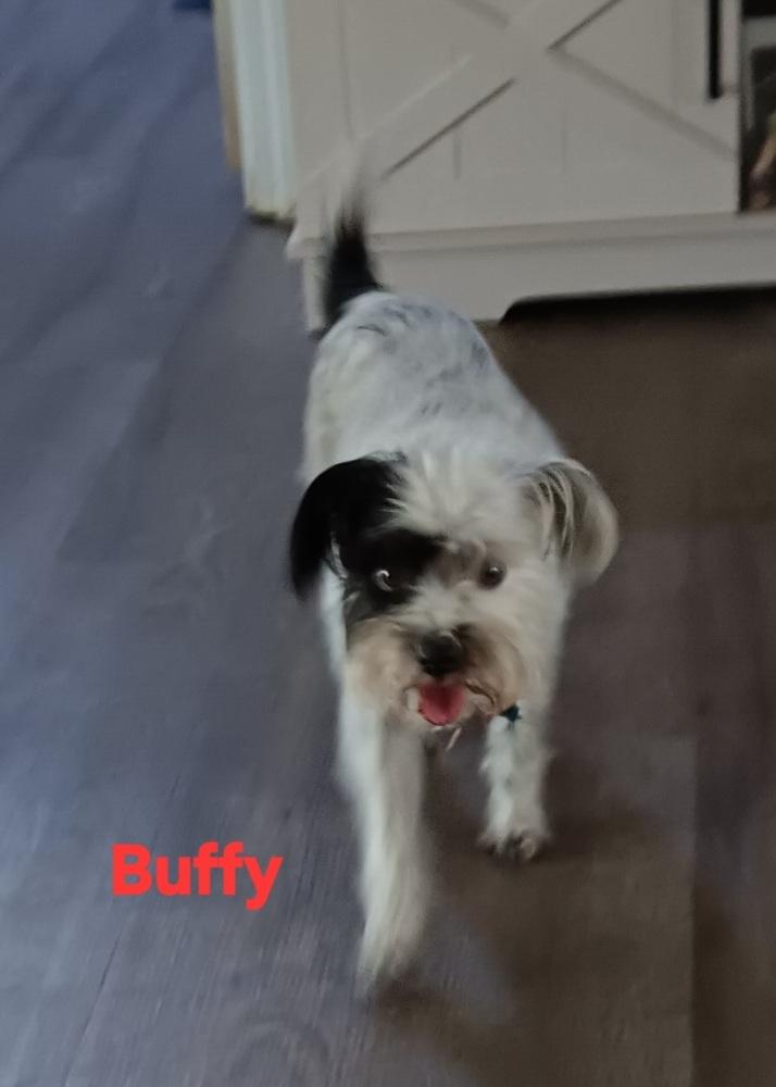 Enlarge Buffy, a Adoptable mixed breed in Fort Lupton, CO image 2/2