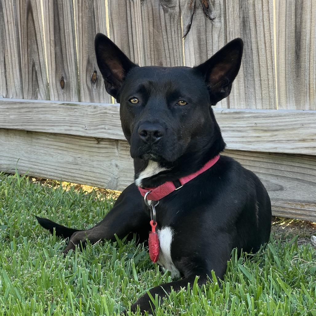 Evangeline, Adoptable, Adult Female Cattle Dog & Pit Bull Terrier.
