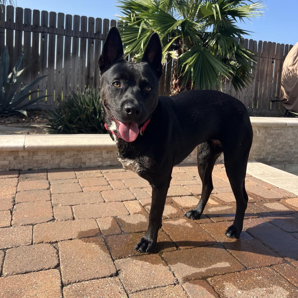 Enlarge Evangeline, a Adoptable mixed breed in Spring, TX image 2/6