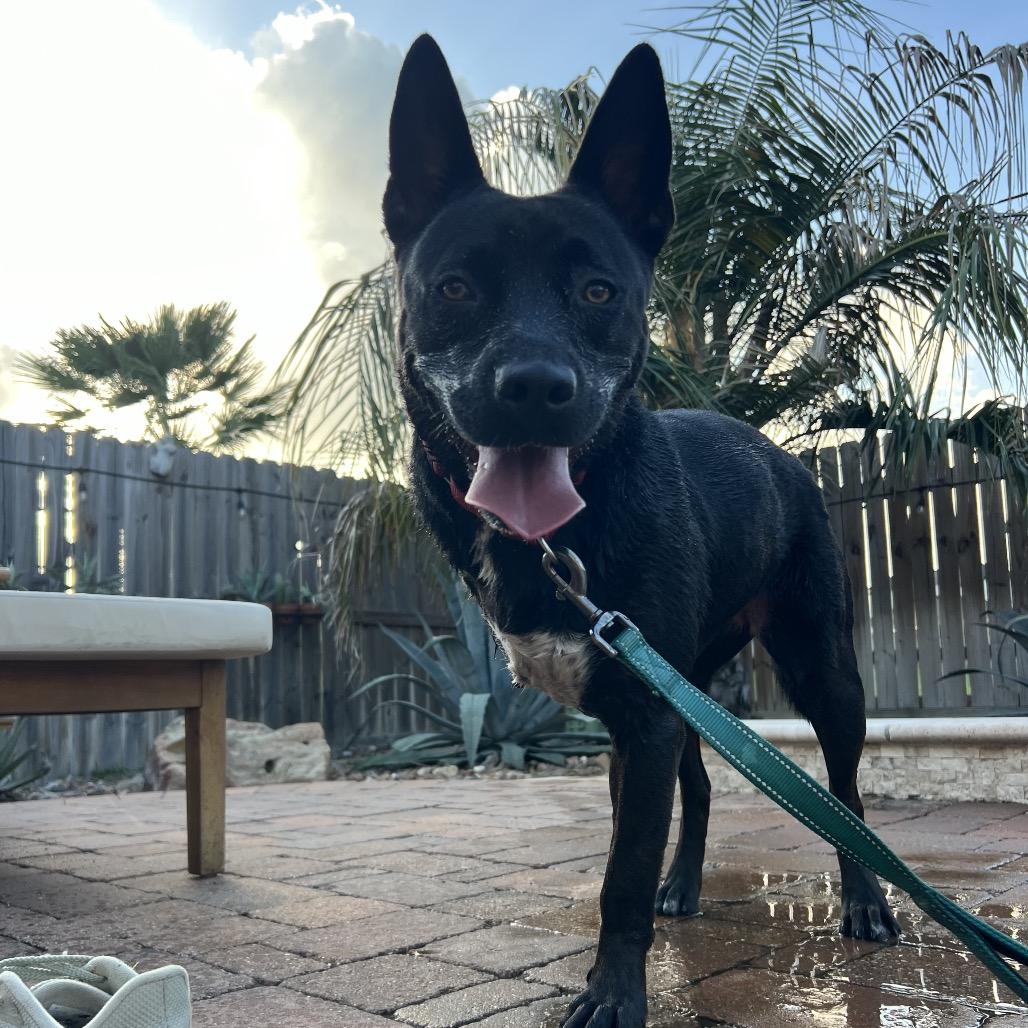 Enlarge Evangeline, a Adoptable mixed breed in Spring, TX image 6/6