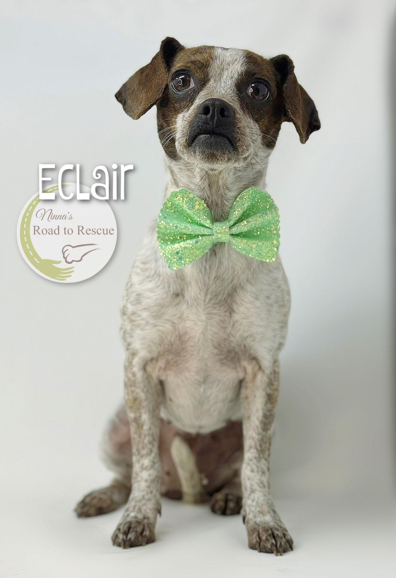 Enlarge Eclair, a Adopted mixed breed in Benton, LA image 1/3