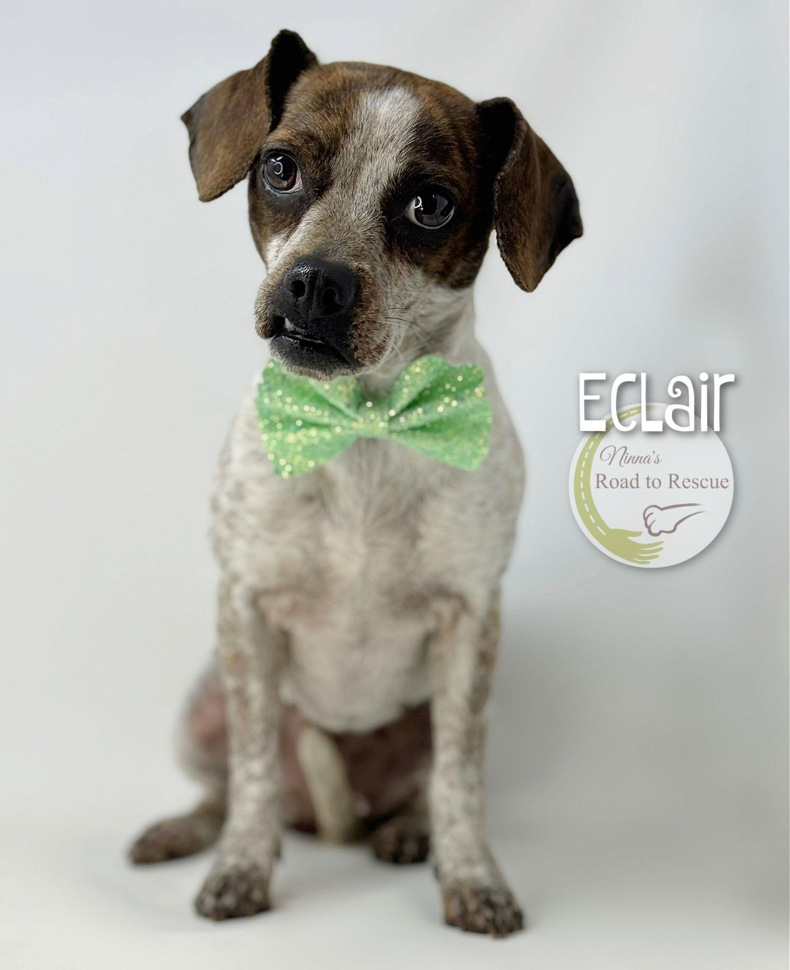 Enlarge Eclair, a Adopted mixed breed in Benton, LA image 2/3