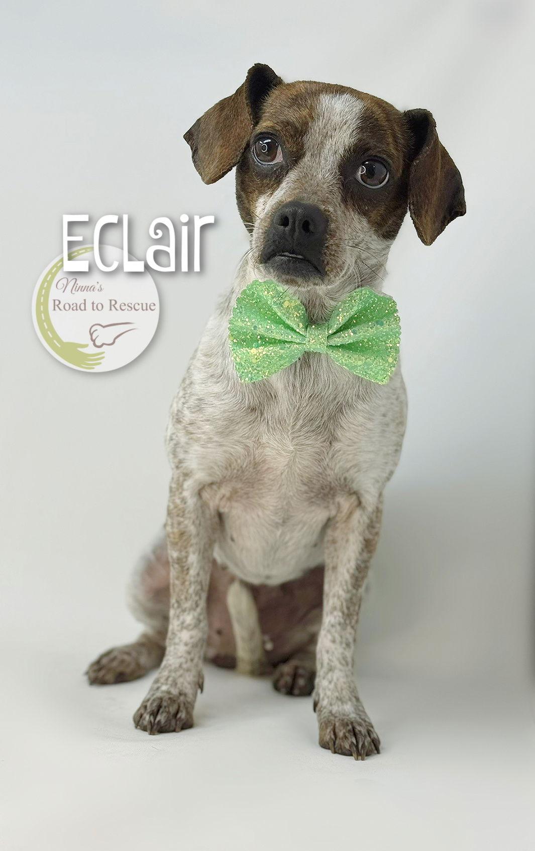 Enlarge Eclair, a Adopted mixed breed in Benton, LA image 3/3