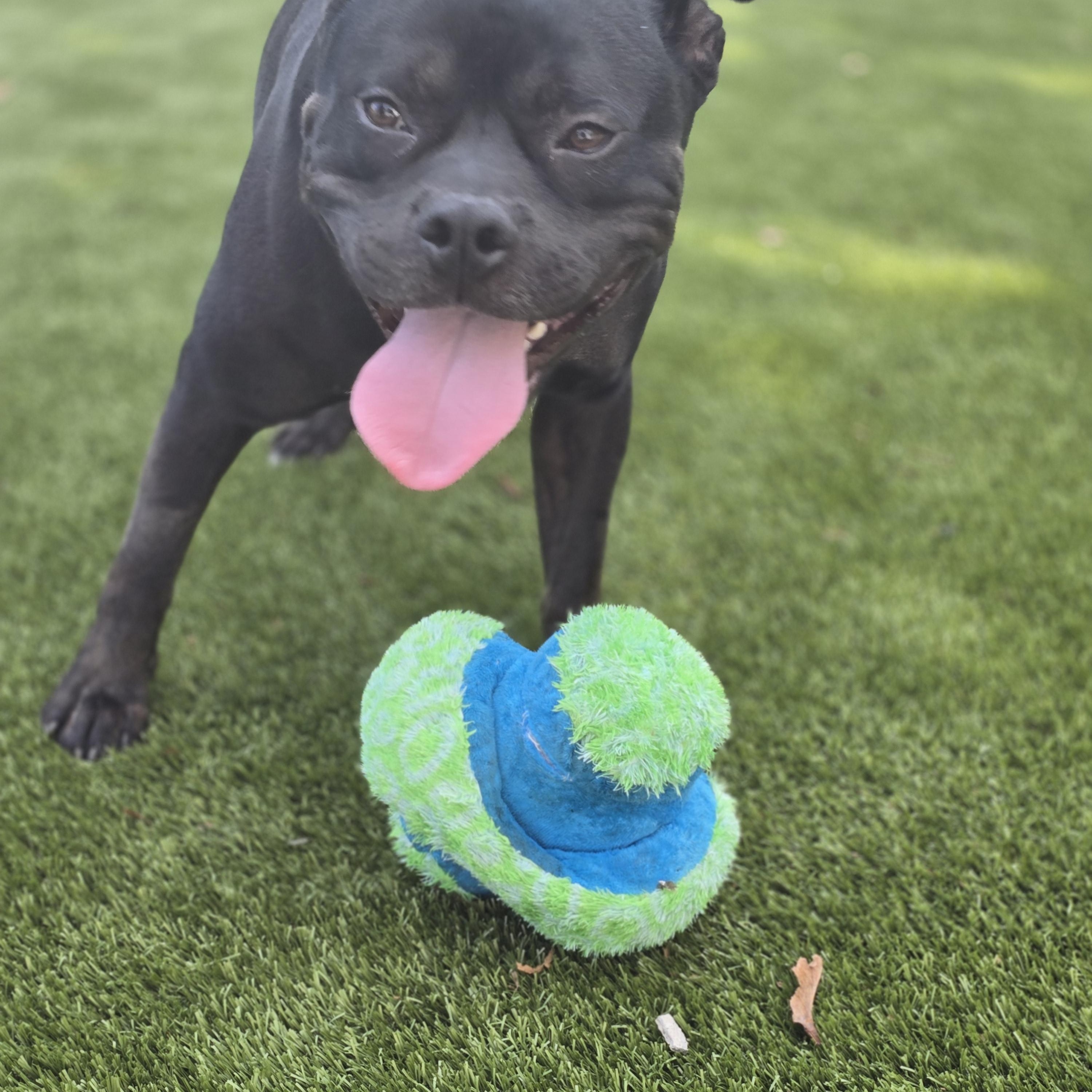 Enlarge Pumpernickel, a Adoptable American Staffordshire Terrier in Bristol, RI image 2/4