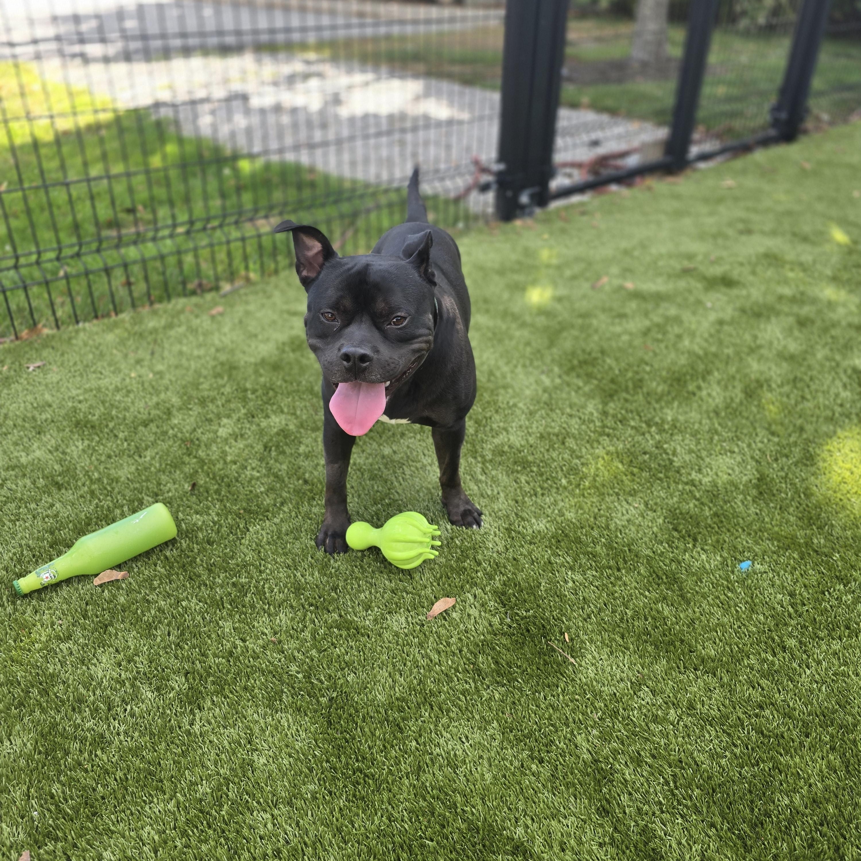 Enlarge Pumpernickel, a Adoptable American Staffordshire Terrier in Bristol, RI image 3/4