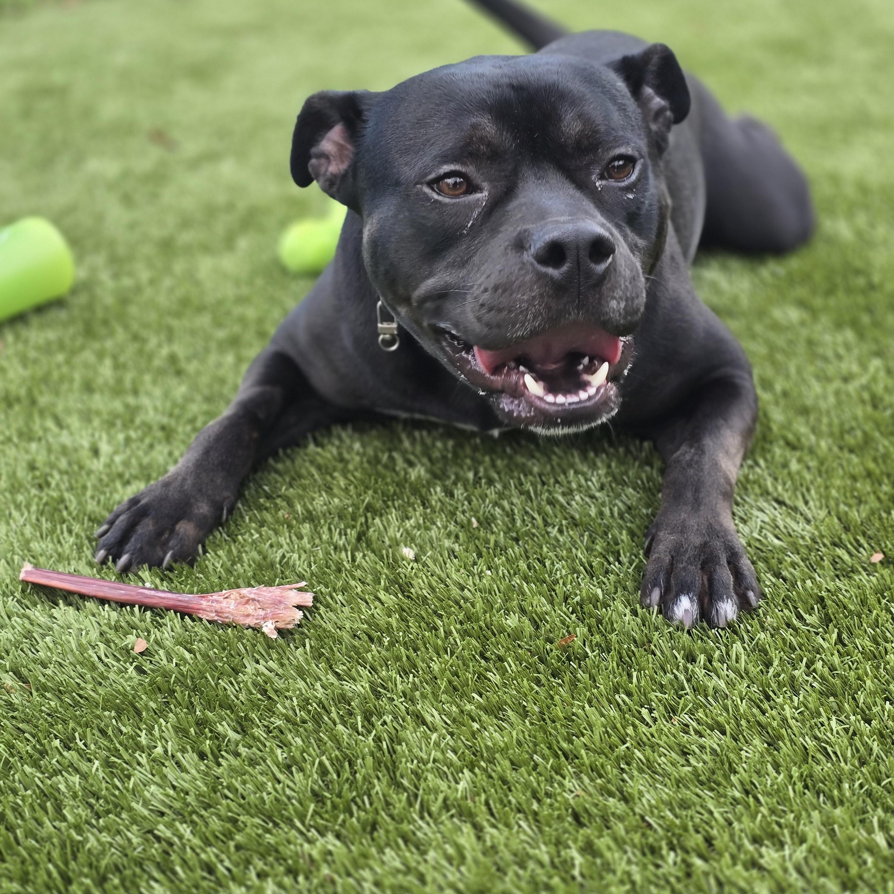 Enlarge Pumpernickel, a Adoptable American Staffordshire Terrier in Bristol, RI image 1/4