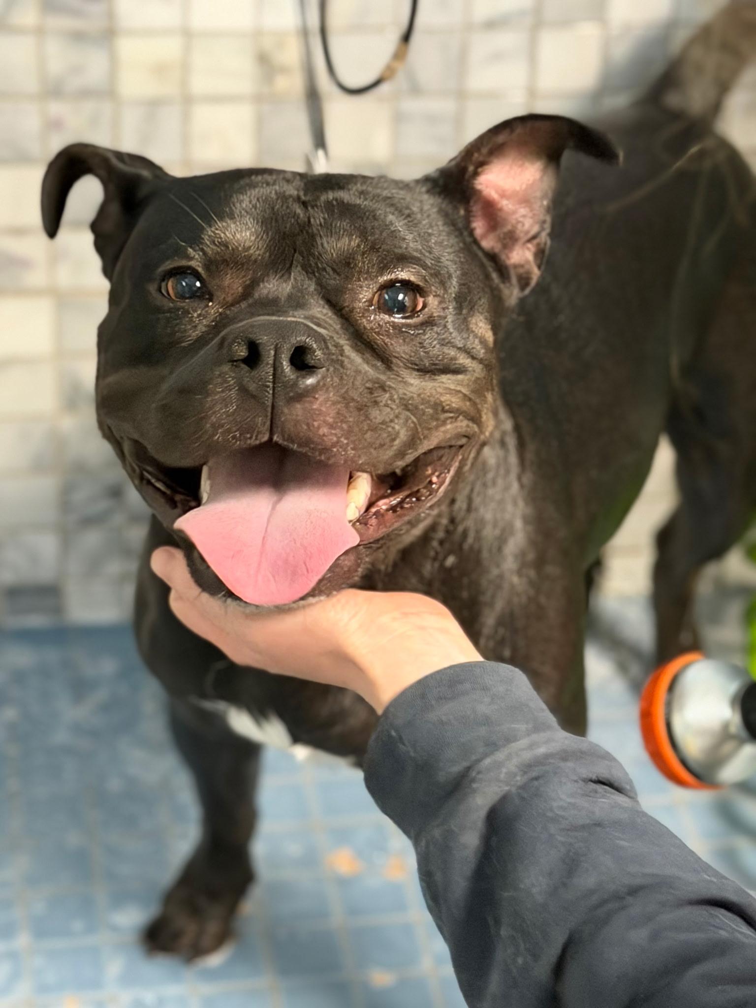Enlarge Pumpernickel, a Adoptable American Staffordshire Terrier in Bristol, RI image 4/4