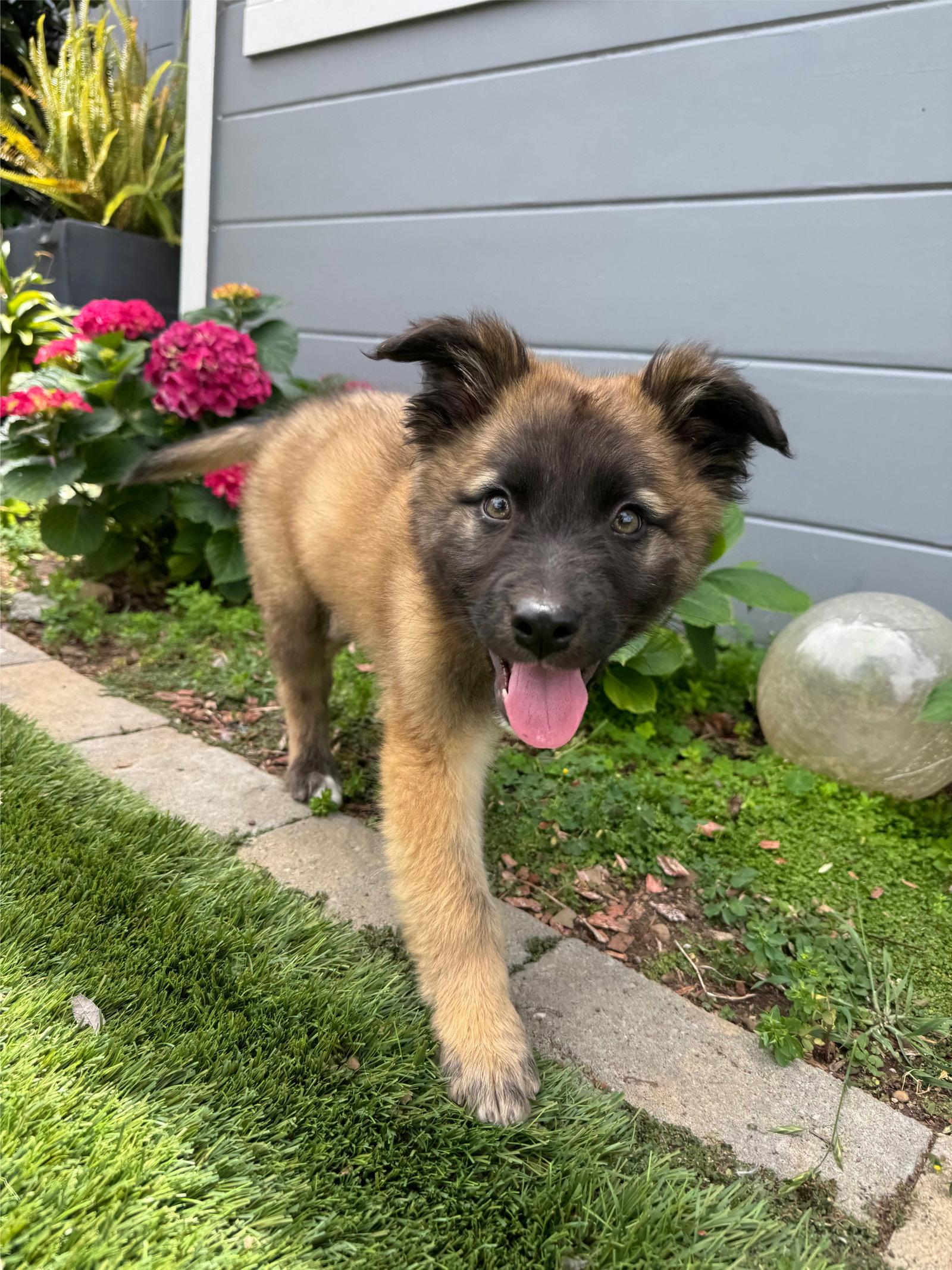 Pistachio, Adoptable, Young Male Shepherd.