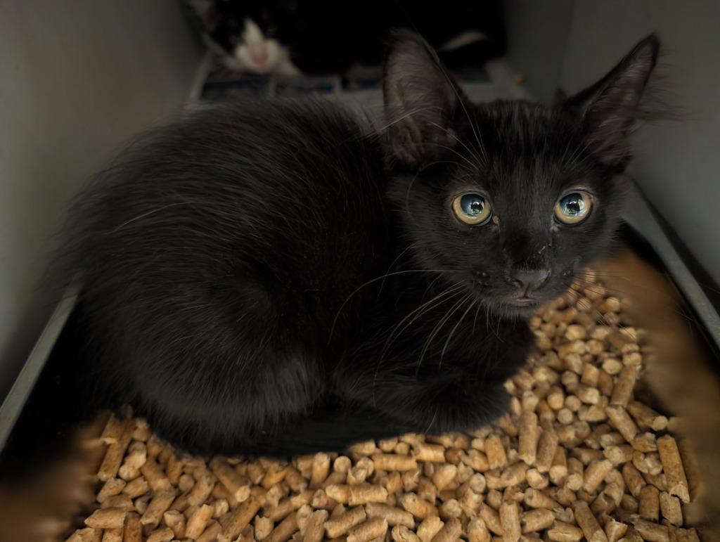 Maple Donut, Adoptable, Kitten Male Domestic Short Hair.
