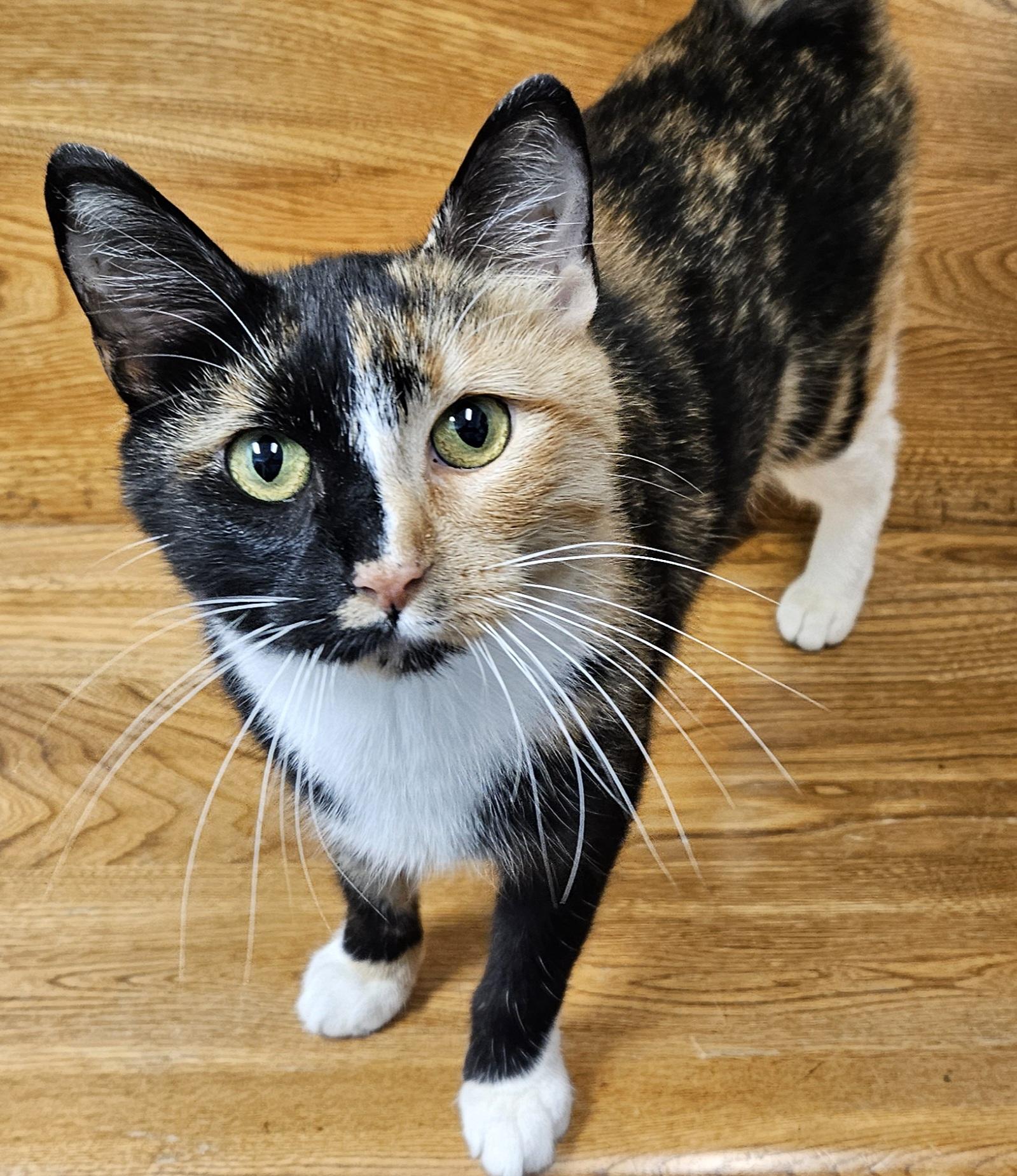 Babette, a Adoptable Domestic Short Hair in Washburn, WI image 2/2