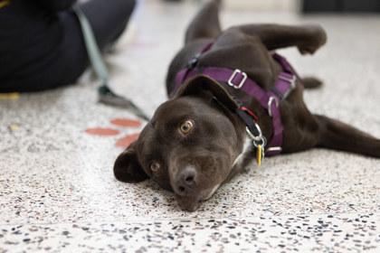 Enlarge Ruby Bell, a Adoptable mixed breed in Golden Valley, MN image 1/3