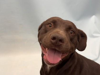 Enlarge Ruby Bell, a Adoptable mixed breed in Golden Valley, MN image 2/3