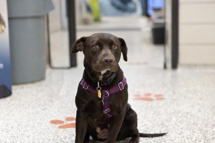 Enlarge Ruby Bell, a Adoptable mixed breed in Golden Valley, MN image 3/3