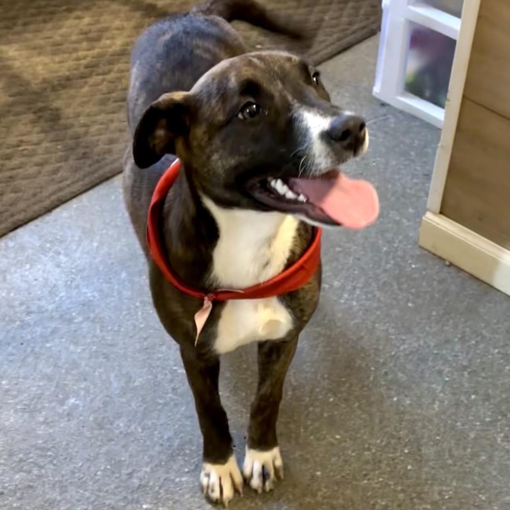 Cookie, Adoptable, Young Female Plott Hound & Terrier.