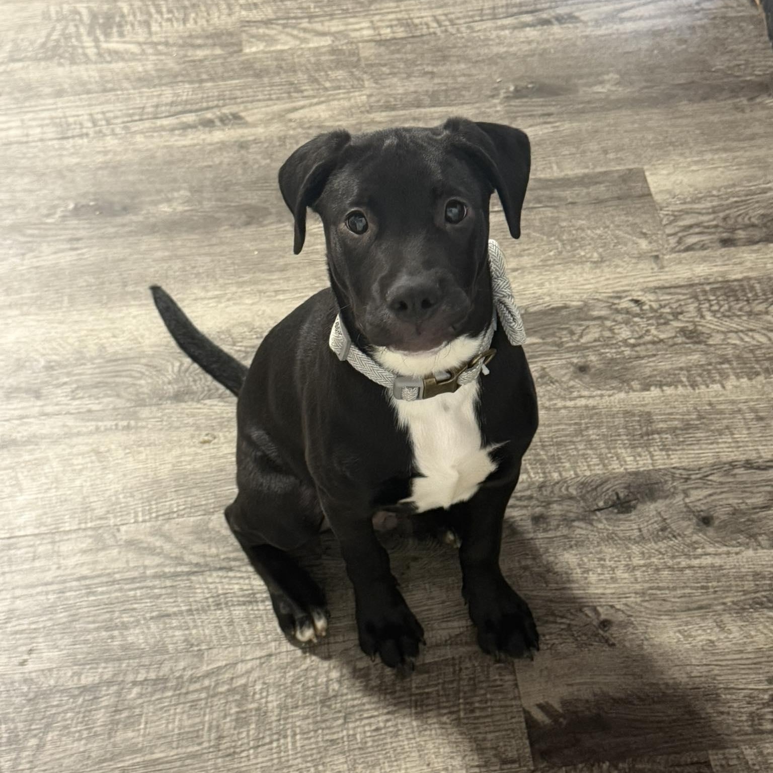 Pancake, ADOPTABLE, Puppy Male Black Labrador Retriever.