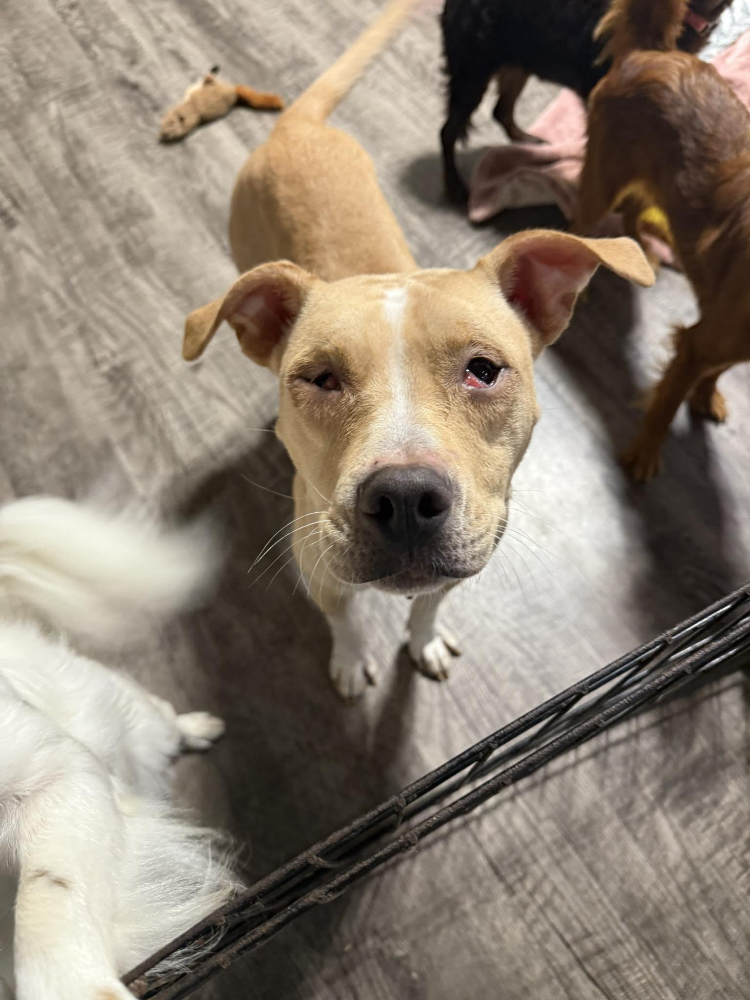 Enlarge Pancake, a ADOPTABLE mixed breed in Alma, MI image 2/2