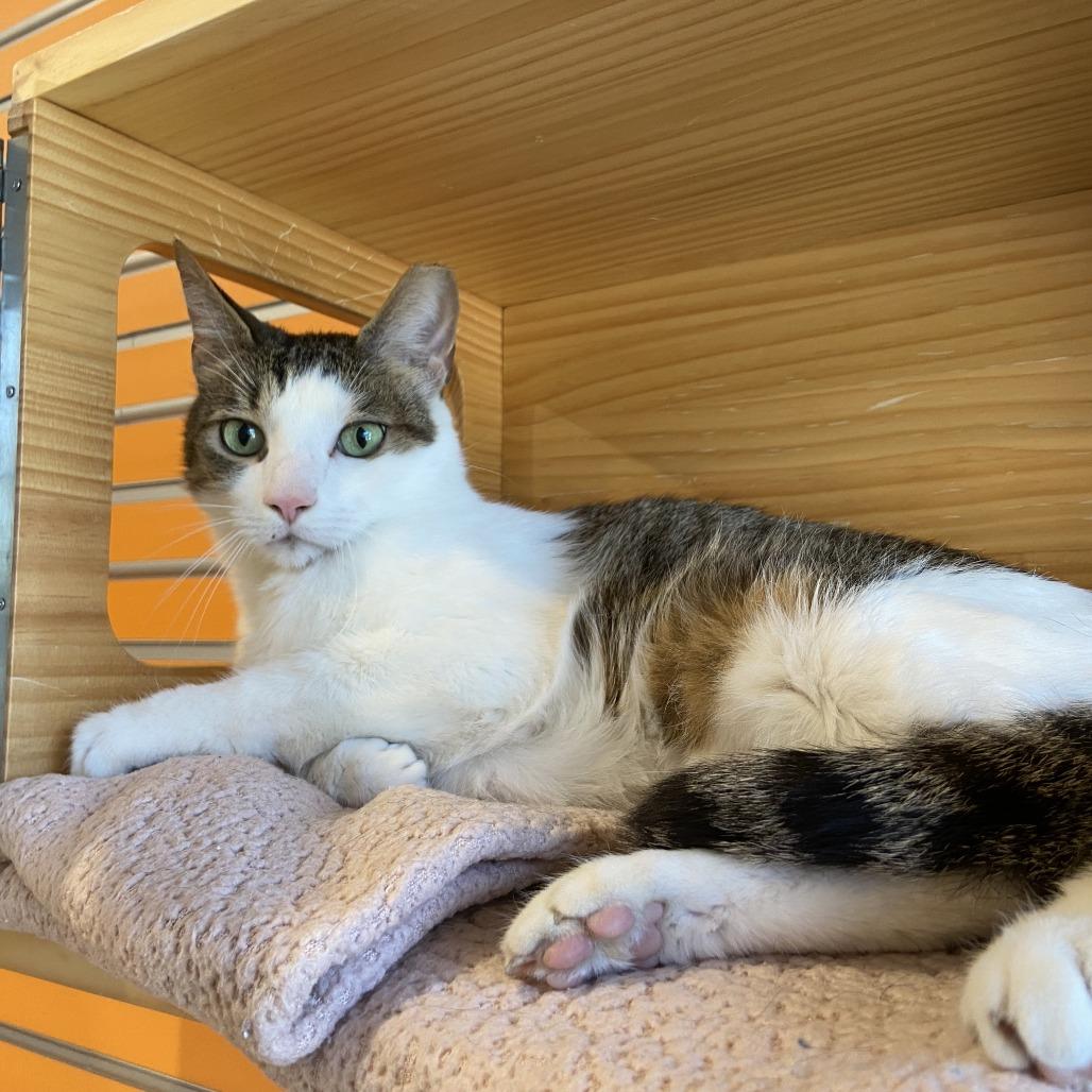 Sissy, a Adoptable Domestic Short Hair in Washington Township, OH image 1/6