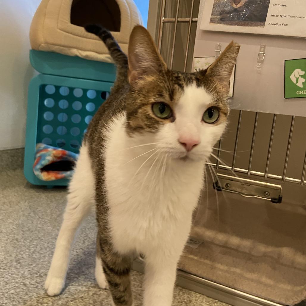 Sissy, a Adoptable Domestic Short Hair in Washington Township, OH image 2/6