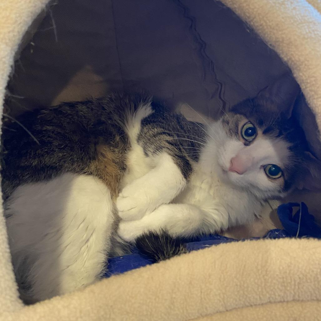 Sissy, a Adoptable Domestic Short Hair in Washington Township, OH image 4/6
