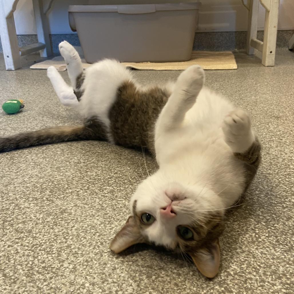 Sissy, a Adoptable Domestic Short Hair in Washington Township, OH image 5/6