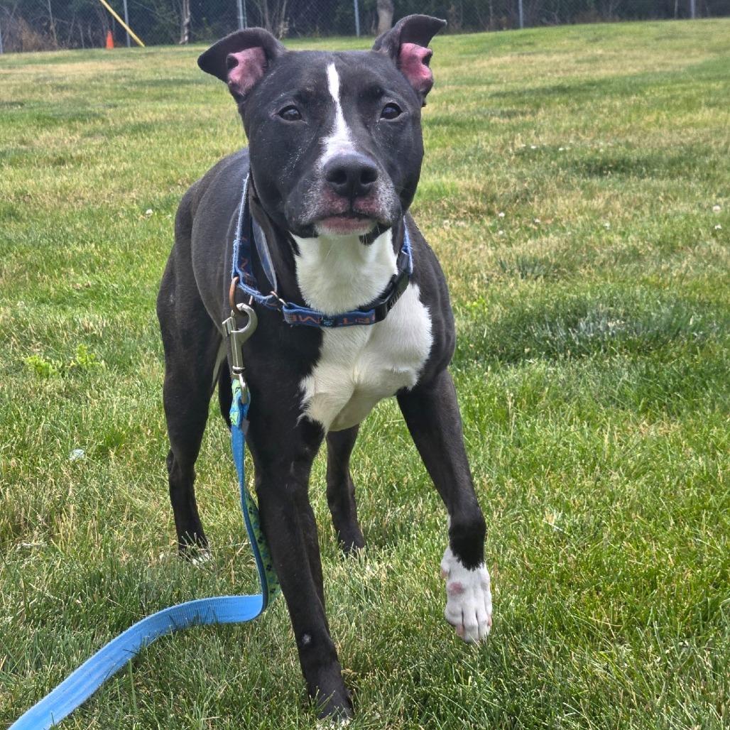 Bella, Adoptable, Senior Female Pit Bull Terrier.