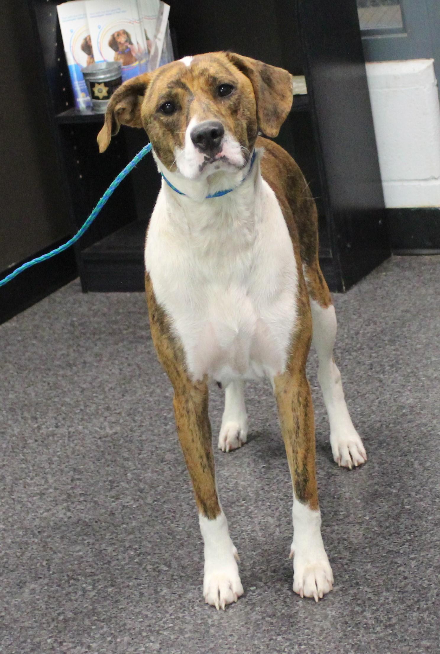 Enlarge Gail (11770), a ADOPTABLE mixed breed in Heath, OH image 1/2