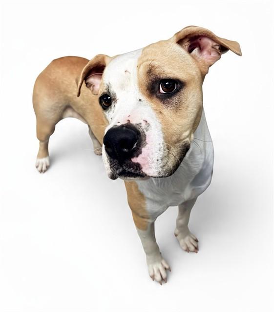 Enlarge MISHA, a Adoptable mixed breed in Olathe, KS image 1/1