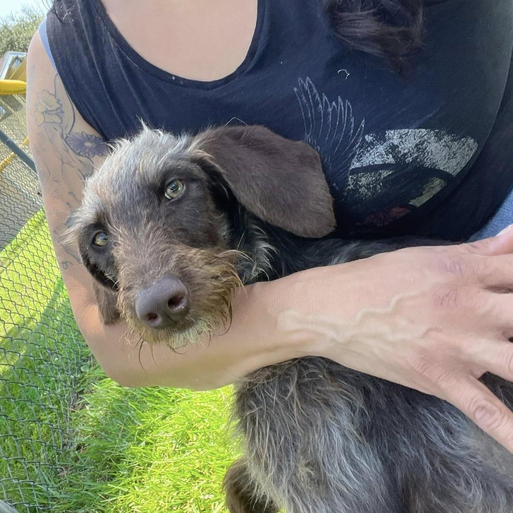 JJ (Lancaster, California), a Adoptable mixed breed in Santa Rosa, CA image 1/3