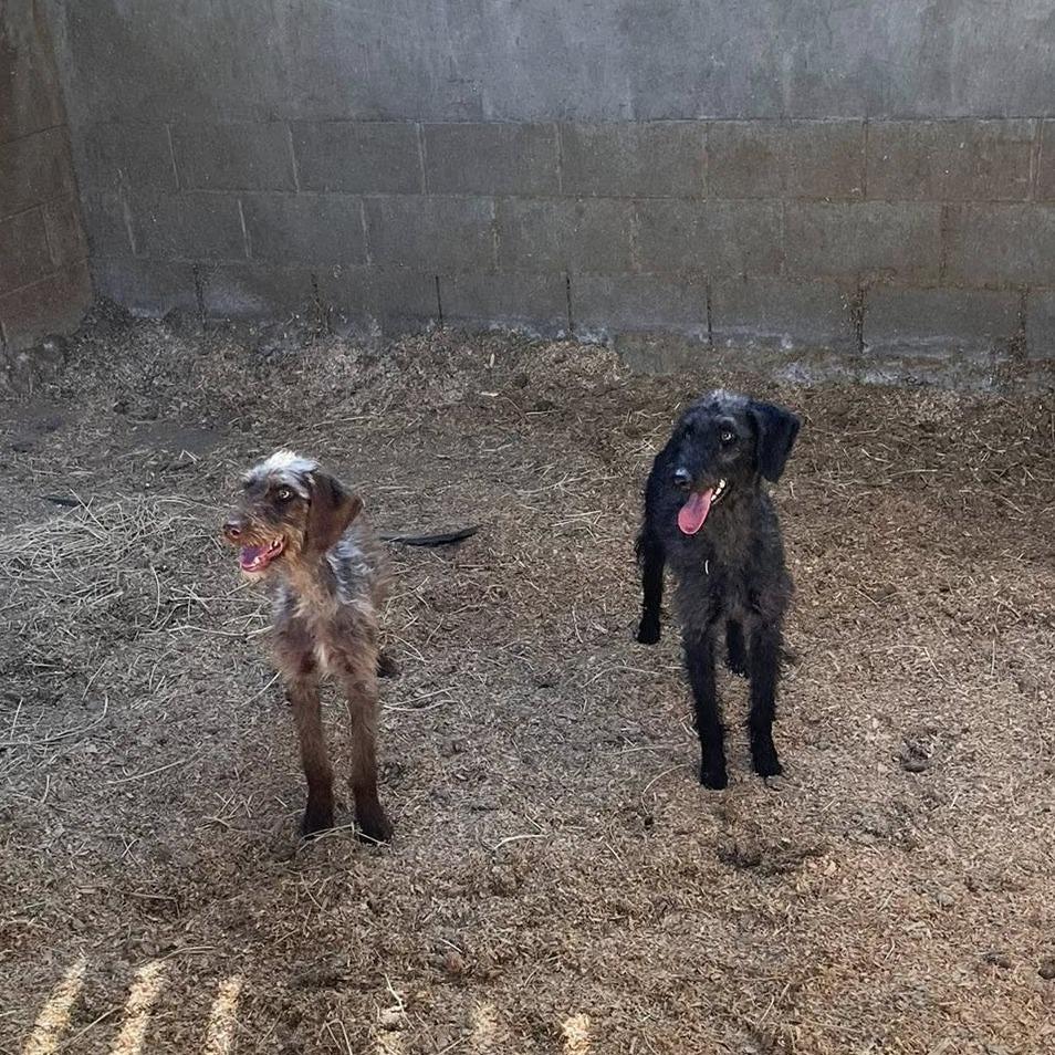 JJ (Lancaster, California), a Adoptable mixed breed in Santa Rosa, CA image 2/3