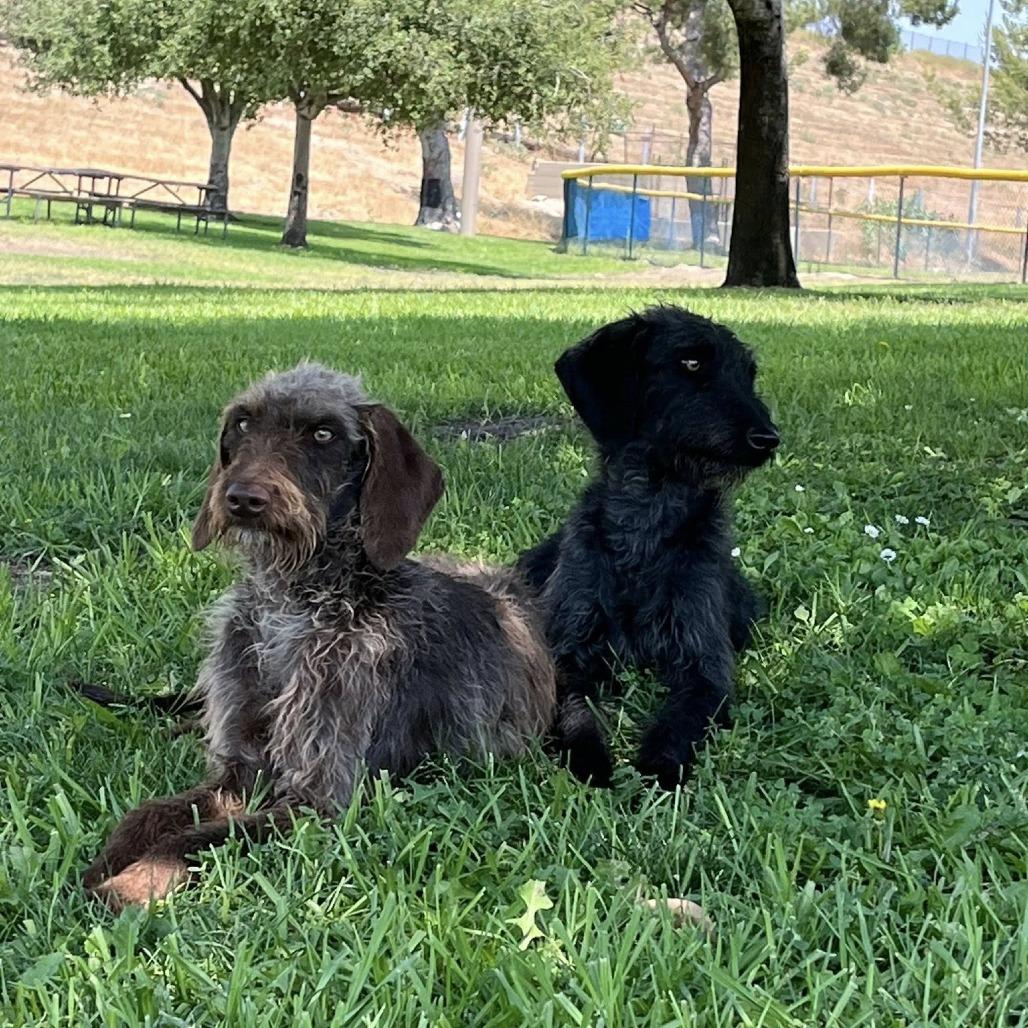 JJ (Lancaster, California), a Adoptable mixed breed in Santa Rosa, CA image 3/3