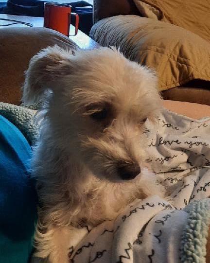 Enlarge Precious, a Adopted mixed breed in Houston, TX image 1/4