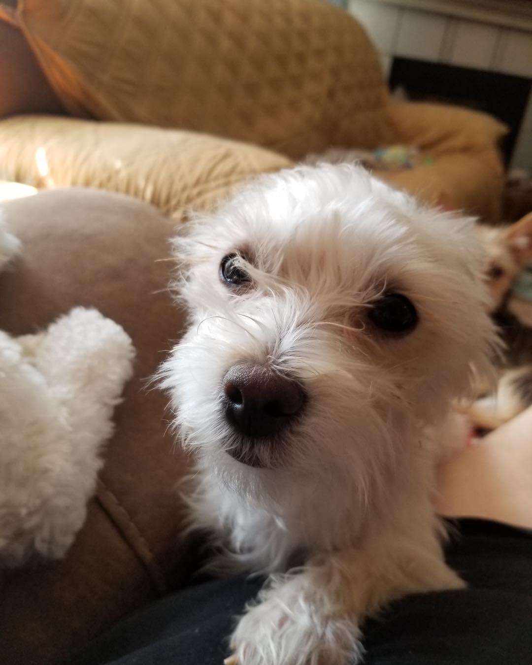 Enlarge Precious, a Adopted mixed breed in Houston, TX image 4/4