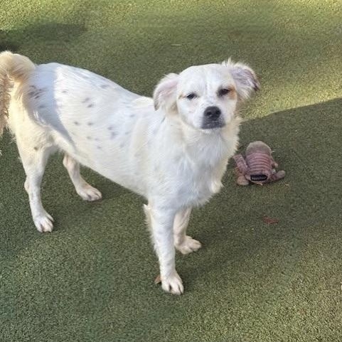 Enlarge AYLESBURY, a Adoptable mixed breed in harrisonburg, VA image 2/5