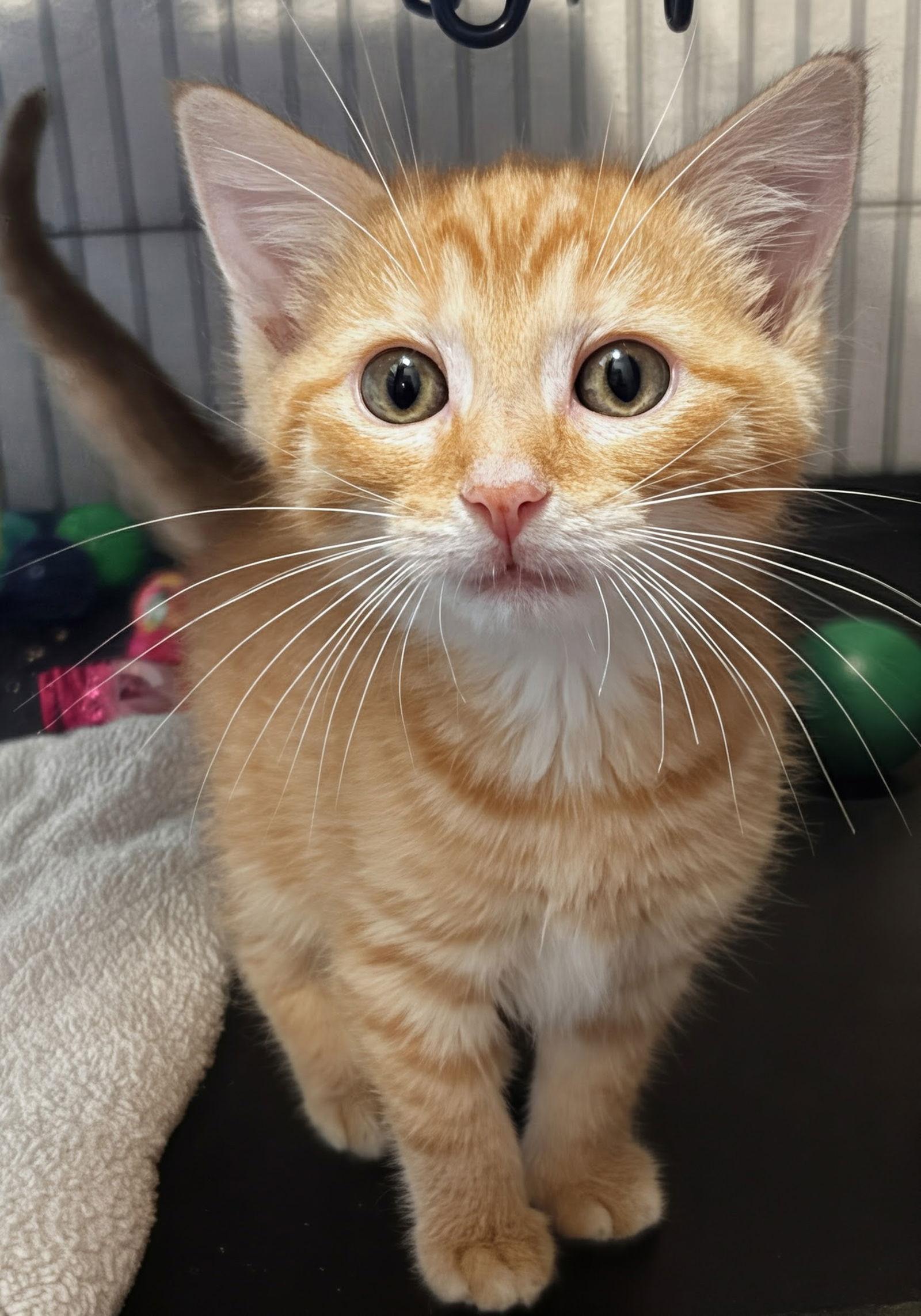 Andy 10.15.25, Adoptable, Kitten Male Domestic Short Hair.