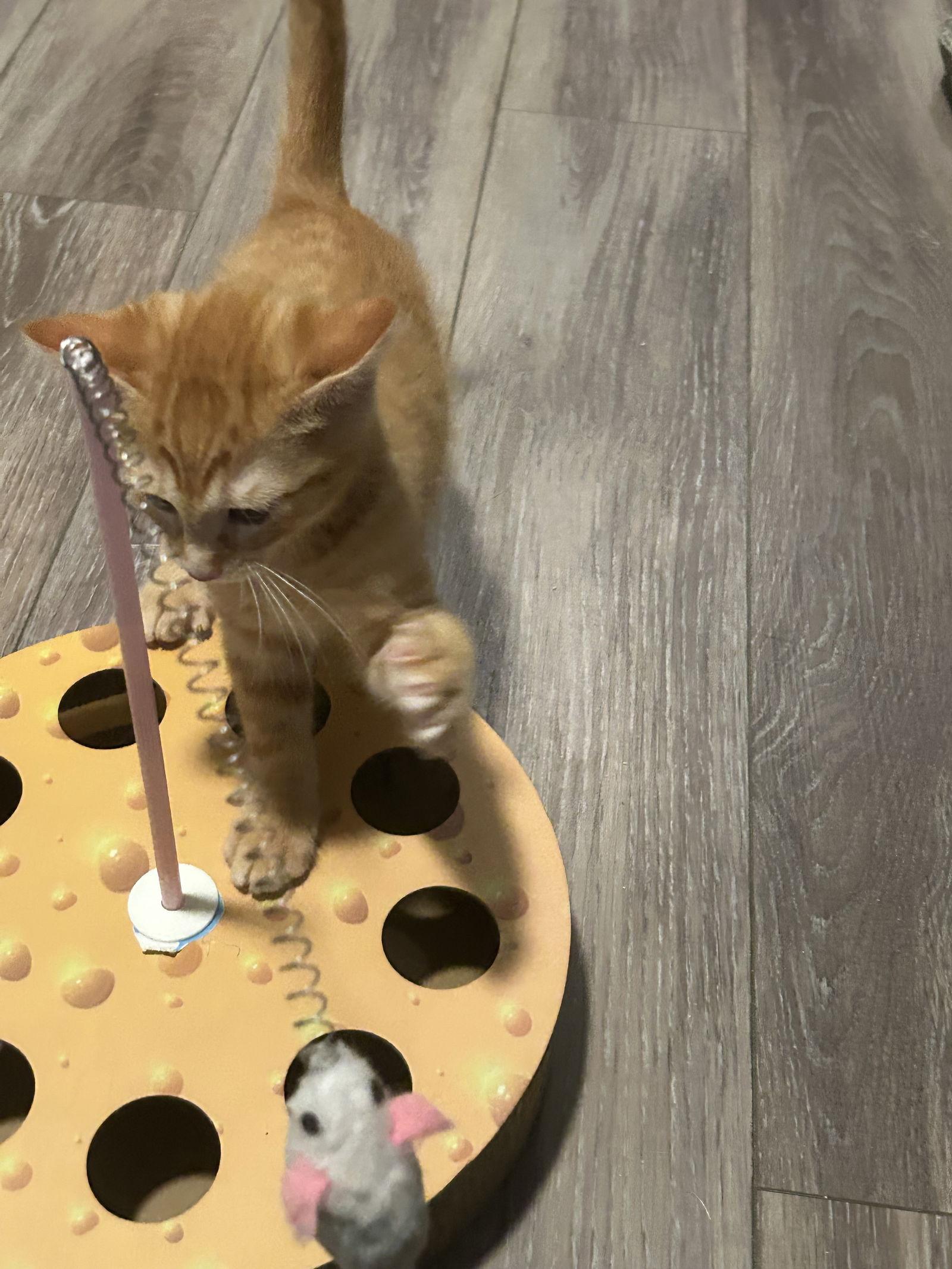 Enlarge Andy 10.15.25, a Adoptable Domestic Short Hair in Apopka, FL image 2/3