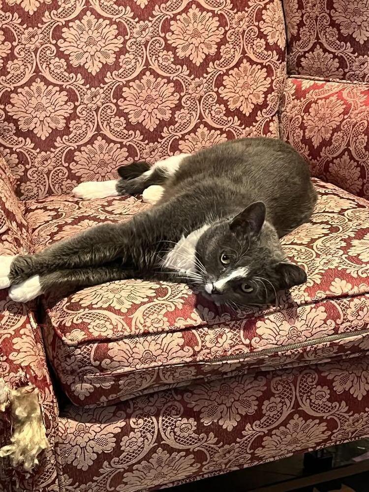 Enlarge Purrrrl, a Adoptable Domestic Short Hair in Oak Park, MI image 1/4