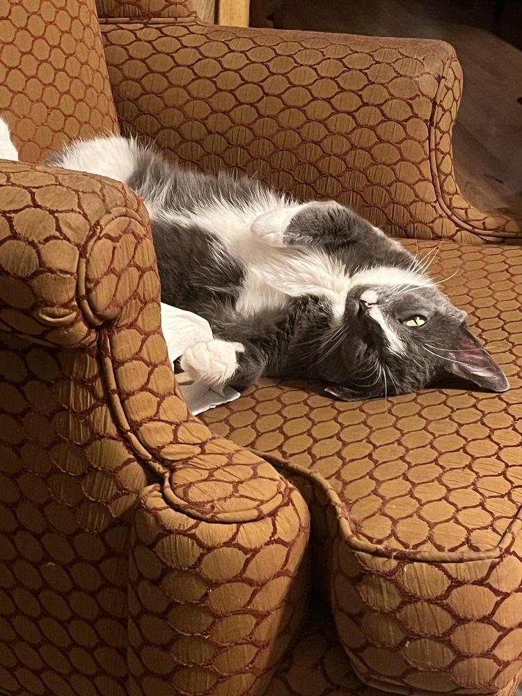 Enlarge Purrrrl, a Adoptable Domestic Short Hair in Oak Park, MI image 2/4