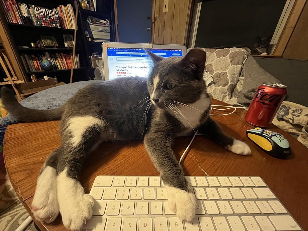 Enlarge Purrrrl, a Adoptable Domestic Short Hair in Oak Park, MI image 3/4