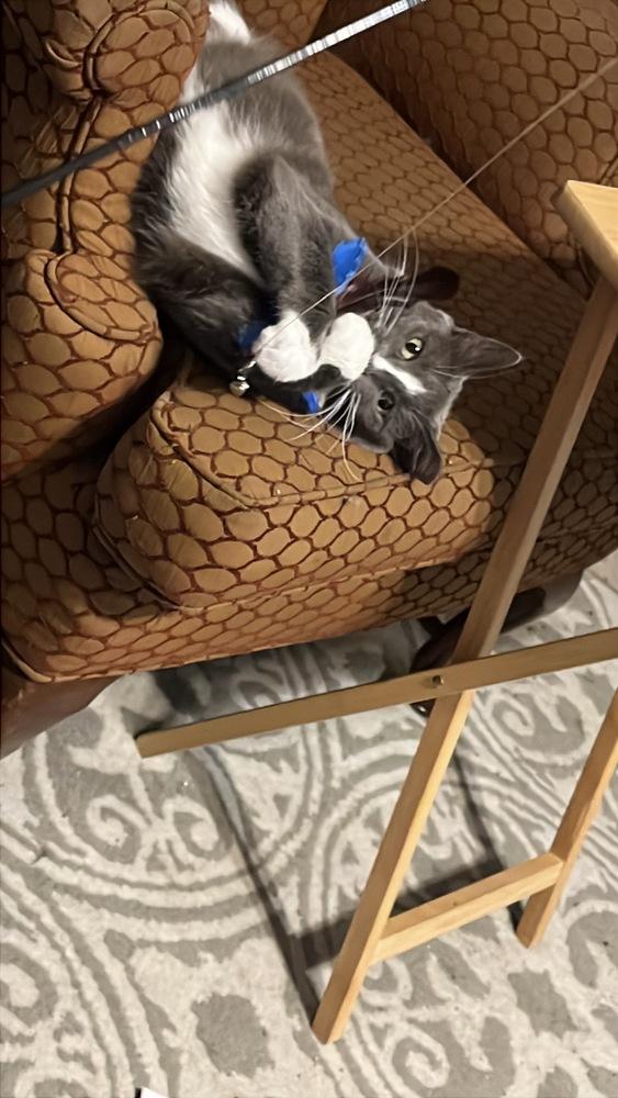 Enlarge Purrrrl, a Adoptable Domestic Short Hair in Oak Park, MI image 4/4